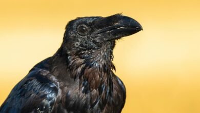 caller profile information request