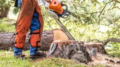The Ultimate Guide to Tree Removal in Kiama