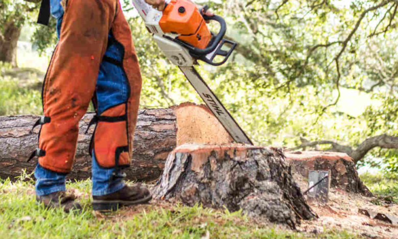 The Ultimate Guide to Tree Removal in Kiama